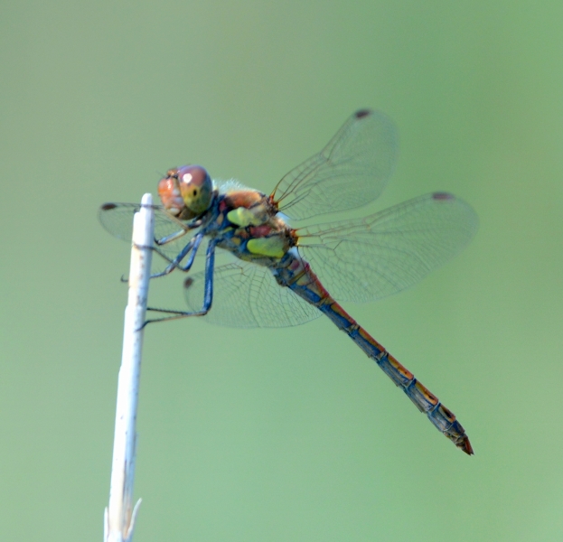 Sympetrum striolatum, maschio